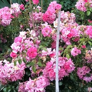 Meet your Posher, Nilufa